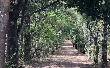 Yellowwood Walk