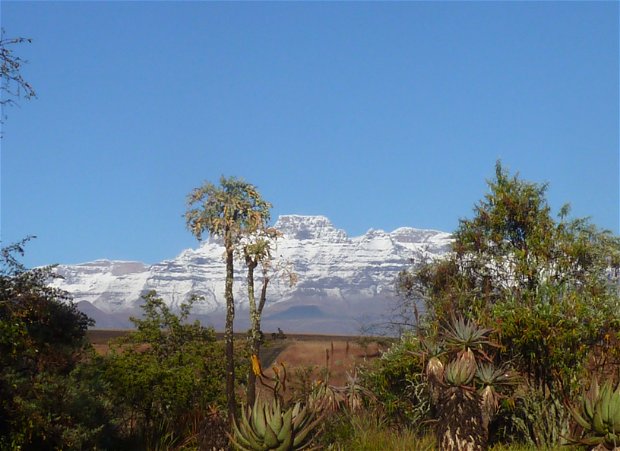 INKOSANA view of Champagne and Cathkin Peaks