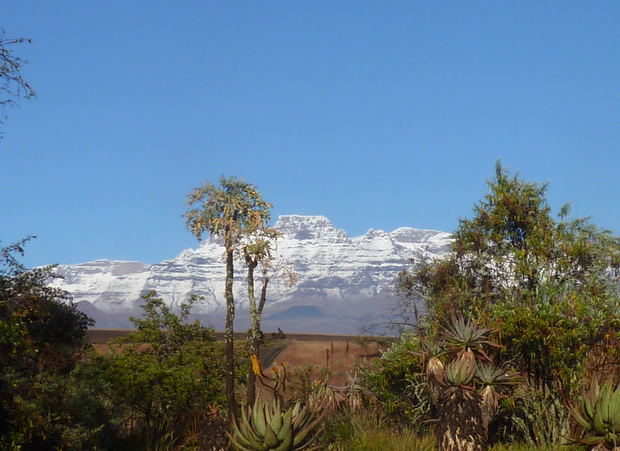 INKOSANA view of Champagne and Cathkin Peaks INKOSANA view of Champagne and Cathkin Peaks