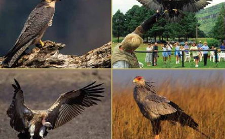 Falcon Ridge - Birds of Prey