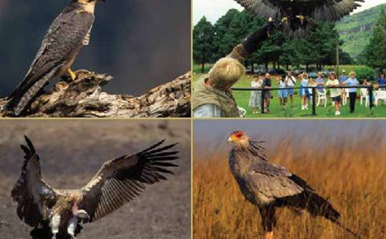 Falcon Ridge - Birds of Prey