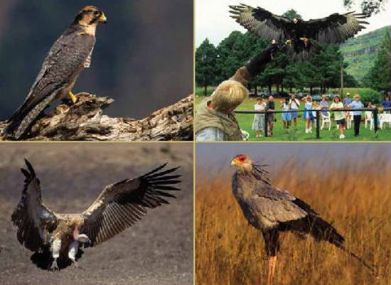 Falcon Ridge - Birds of Prey