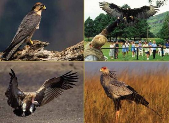 Falcon Ridge - Birds of Prey