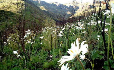 Flowers in the Berg