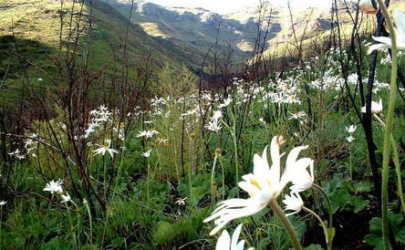 Flowers in the Berg