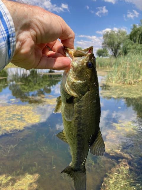 Catch and release fishing for bass, kurper and trout in the dams at Oxbow Country Estate offered by Sundowner Flyfishing Adventures
