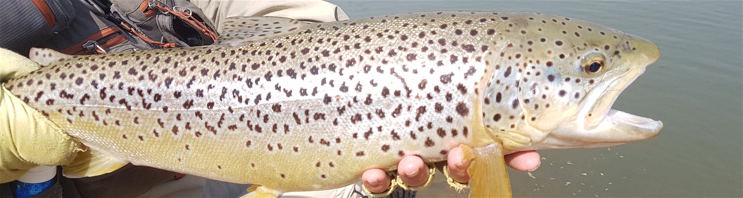 Dad catching a brown trout on Fathers Day