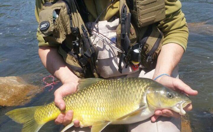 Fly fishing for indigenous small mouth yellow fish with an experienced guide on the Vaal River. The Vaal river is one of the largest rivers in South Africa with amazing sport fishing potential. 