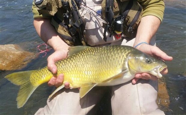 Fly fishing for indigenous small mouth yellow fish with an experienced guide on the Vaal River. The Vaal river is one of the largest rivers in South Africa with amazing sport fishing potential. 