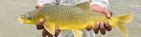 Small mouth yellow fish are a much sought after sport angling fish on the Vaal River in South Africa. The provide fly fisherman with a great challenge and much enjoyment.