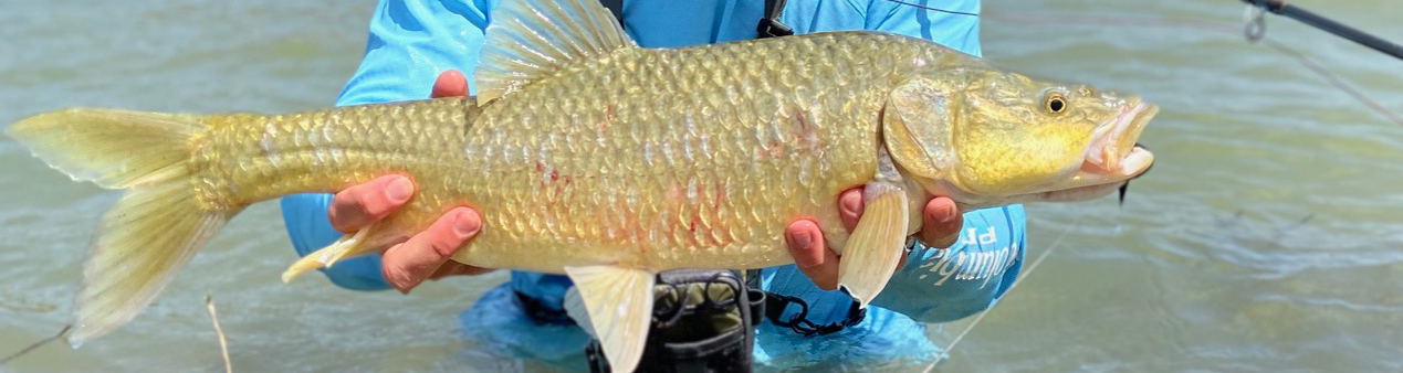 Largemouth yellow fish caught on fly on the Orange River by Sundowner Flyfishing Adventures in the Orange River South Africa