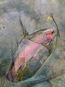 The trout fishing dams are pristine and have crystal clear clarity in winter