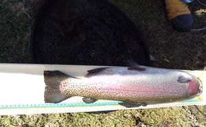 The Great Trout Catch Out Special Sep 2025