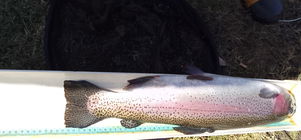 The Great Trout Catch Out Special Sep 2025