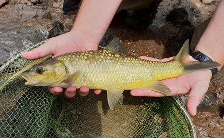 Small stream fly-fish clinic