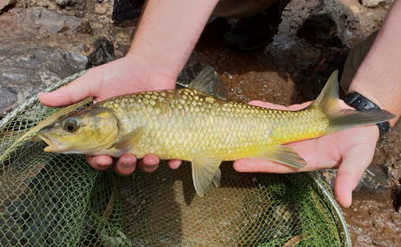 Small stream fly-fish clinic