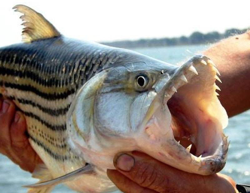 Tiger Fish, leaping fury which is found on the mighty Zambezi River