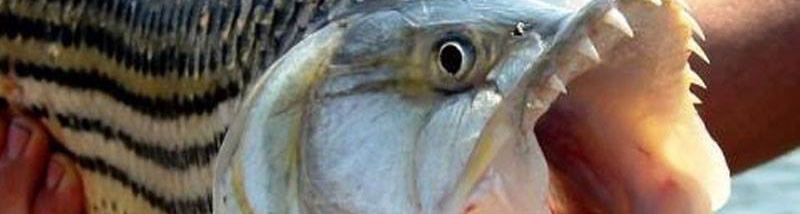 Tiger Fish, leaping fury which is found on the mighty Zambezi River