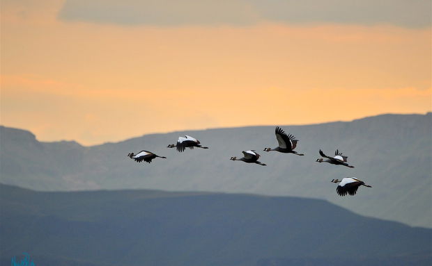 crowned crane bird watching