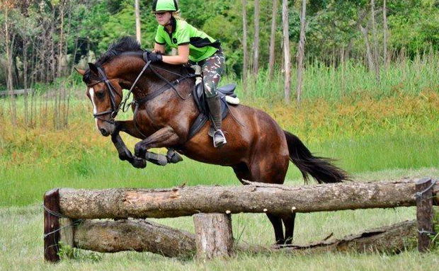 Cross Country Show Jumping Event Underberg