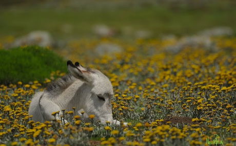 Spring in the Drakensberg