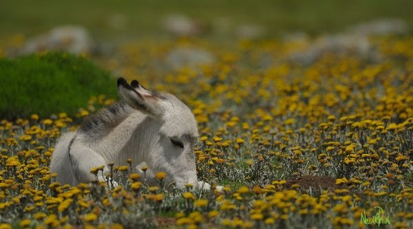 Spring in the Drakensberg