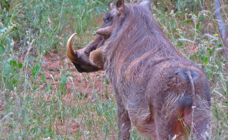 Wildlife at Wild Dog Inn Hoedspruit Wildlife at Wild Dog Inn Hoedspruit