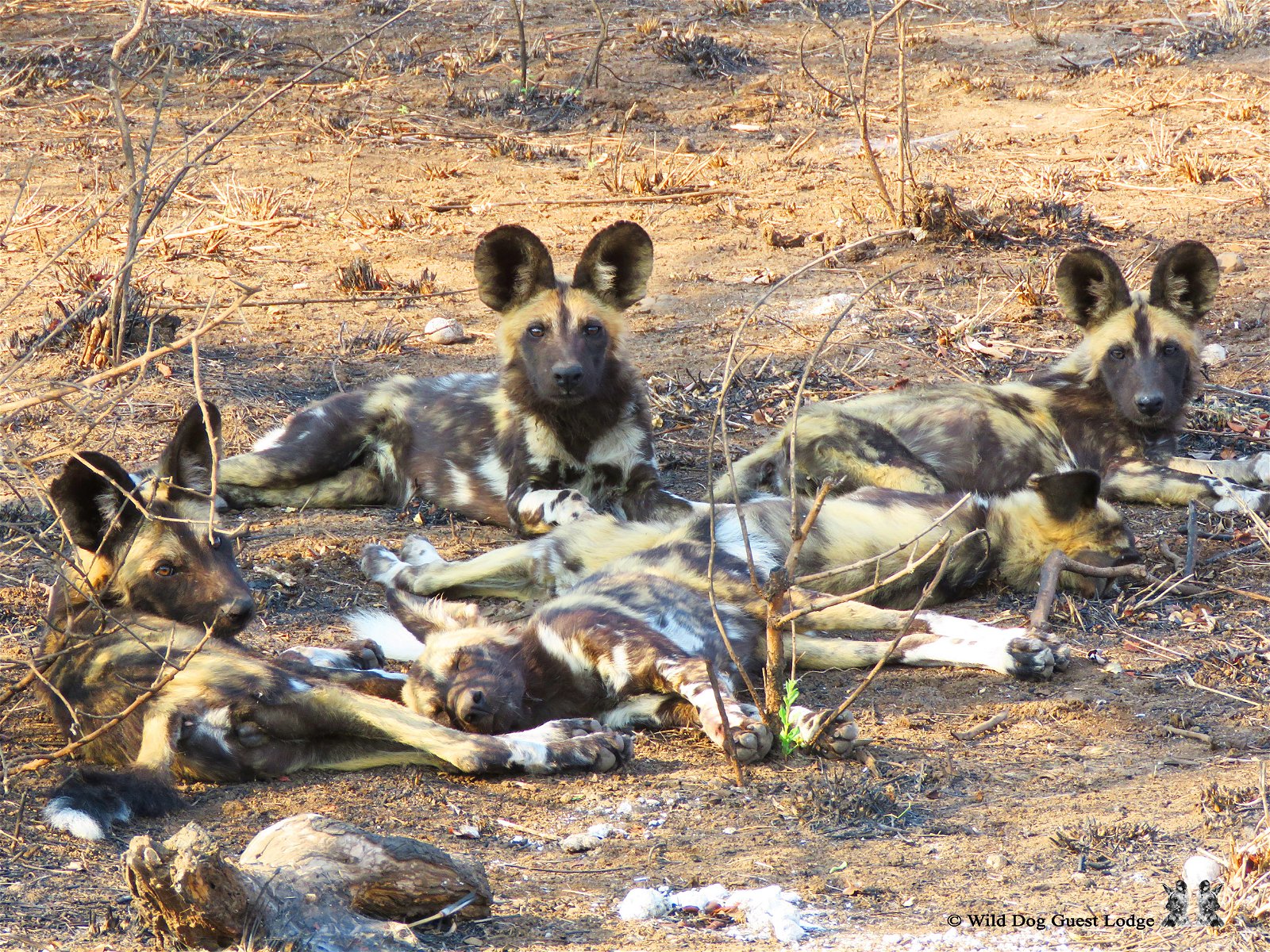 #hoedspruit #wilddog #wilddogguestlodge #luxuryvillas