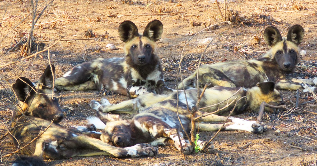 Wild Dog Guest Lodge