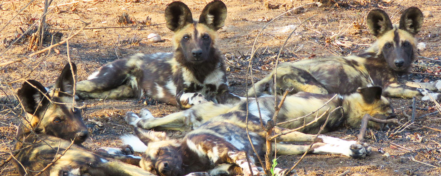 #hoedspruit #wilddog #wilddogguestlodge #luxuryvillas