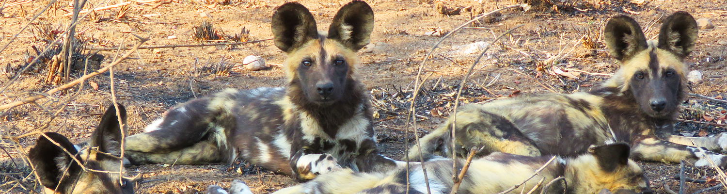 #hoedspruit #wilddog #wilddogguestlodge #luxuryvillas