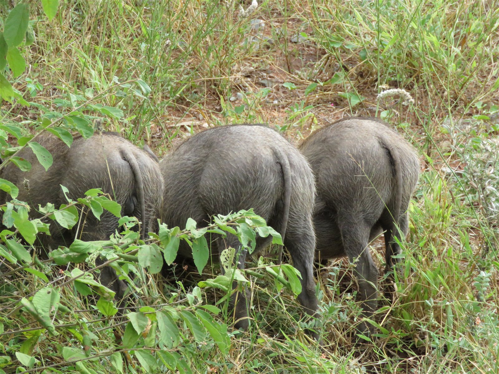 Wildlife at Wild Dog Inn Hoedspruit