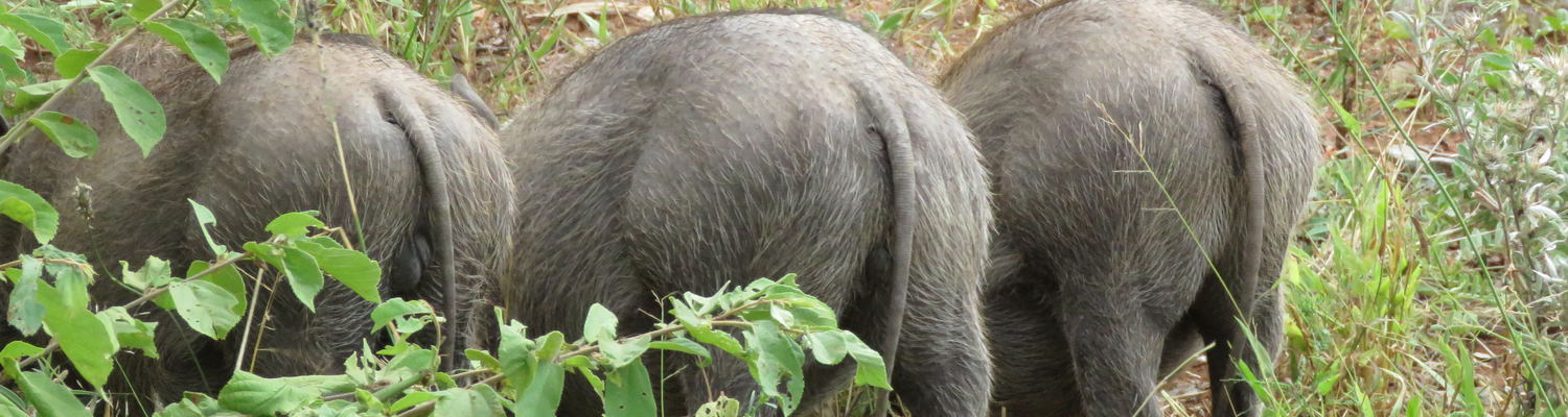 Wildlife at Wild Dog Inn Hoedspruit