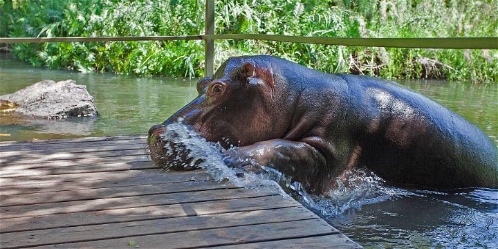 Jessic the hippo