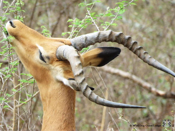 WILD DOG GUEST LODGE Hoedspruit Kruger Park