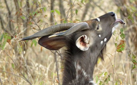 wild dog guest lodge Hoedspruit Kruger Park wild dog guest lodge Hoedspruit Kruger Park