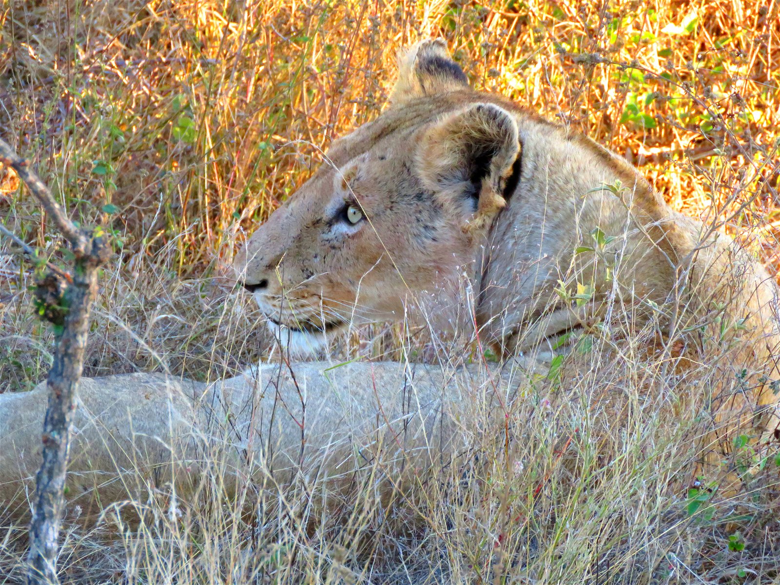 wild dog guest lodge Hoedspruit Kruger Park 