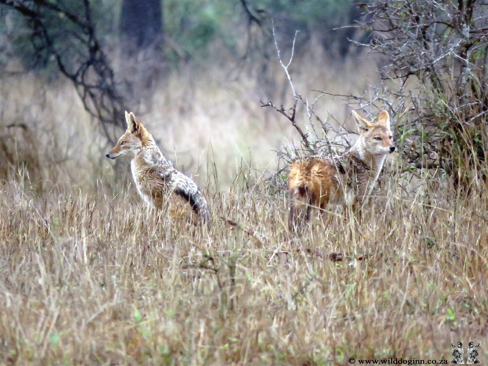 wild dog guest lodge Hoedspruit Kruger Park 