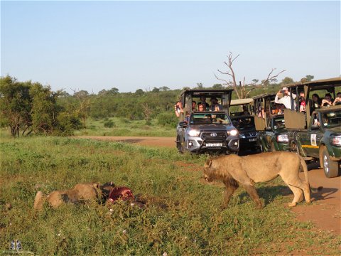 Safari trips wild dog hoedspruit orpen kruger gate