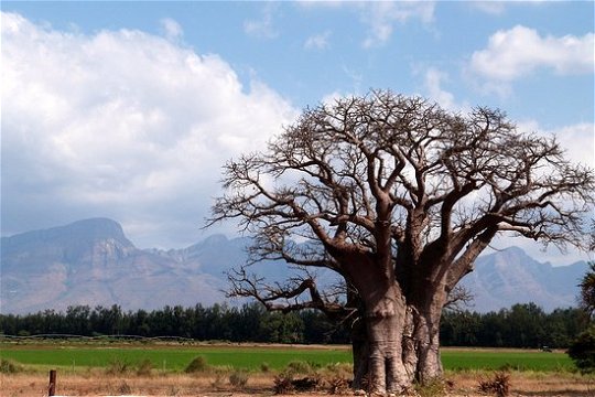 The Sagole Baobab Tree is the largest baobab tree in South Africa.