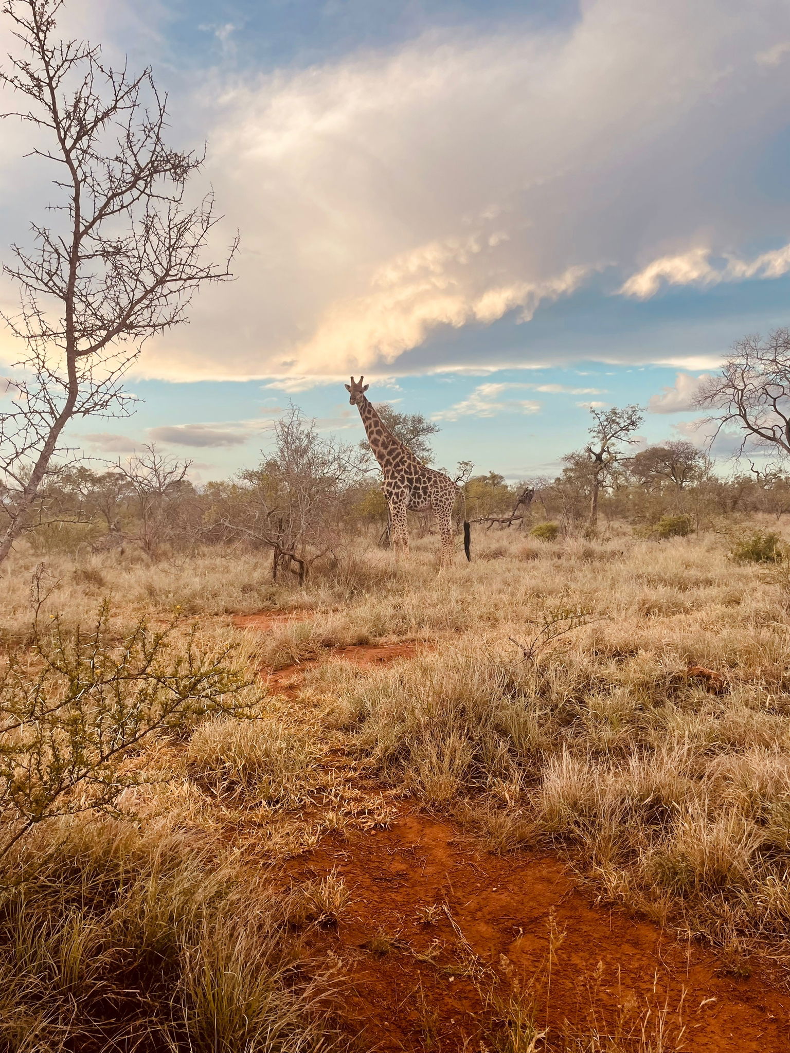 Wild Dog Guest lodge hoedspruit south africa kruger accommodation