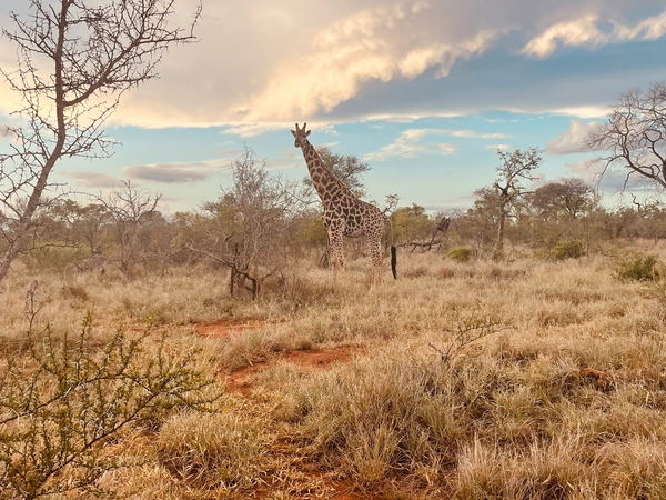#wilddogguestlodge #hoedspruit