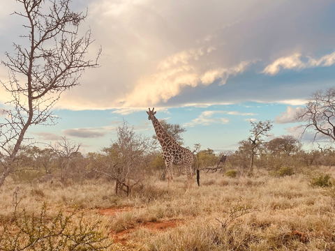 #wilddogguestlodge #hoedspruit