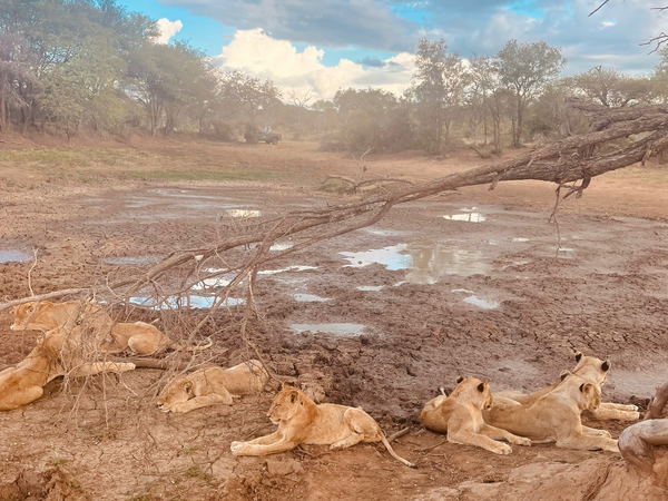 wild dog guest lodge game drives kruger park pridelands