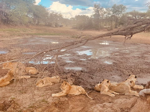 wild dog guest lodge game drives kruger park pridelands