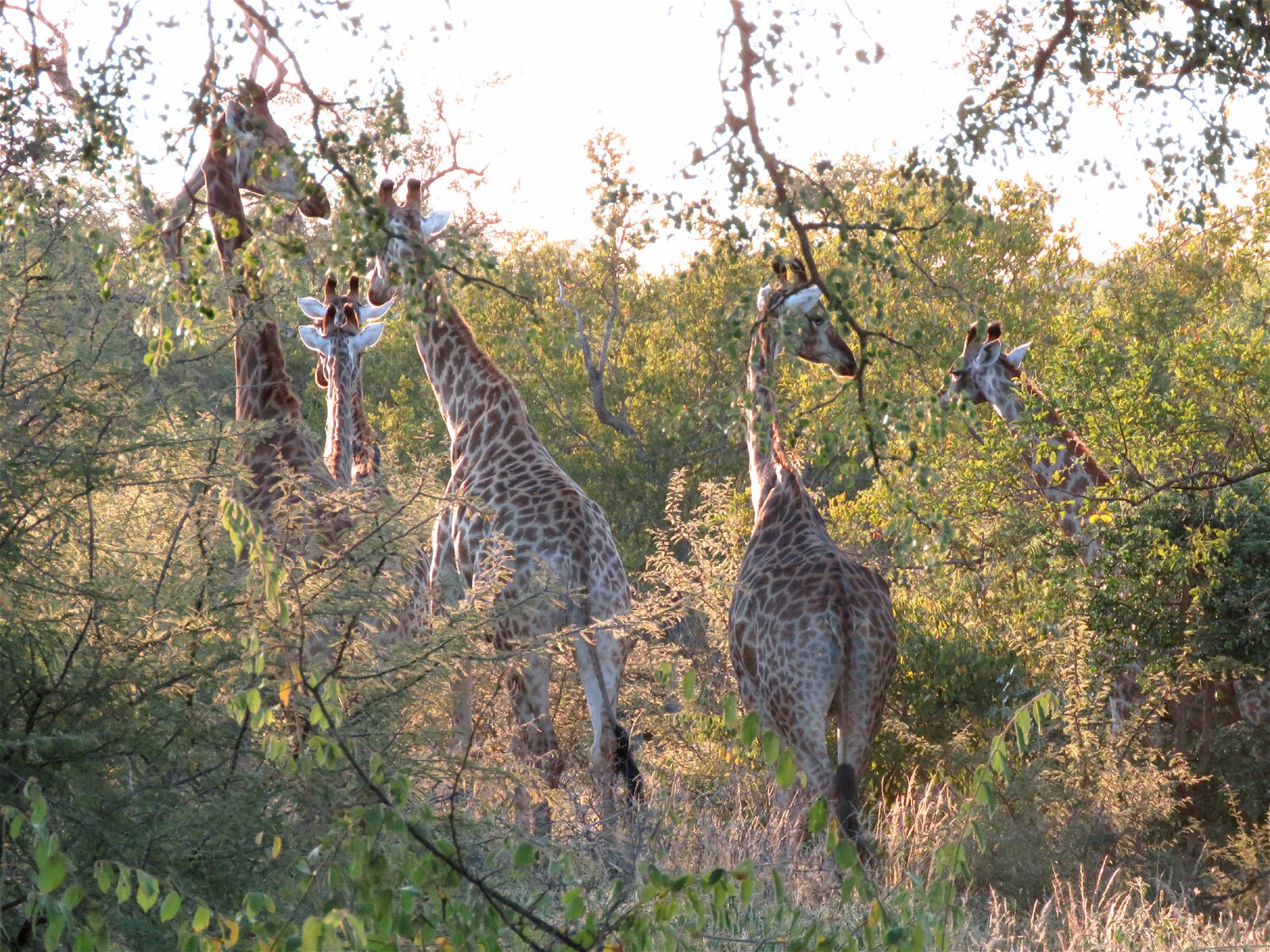 Zebra wild dog inn