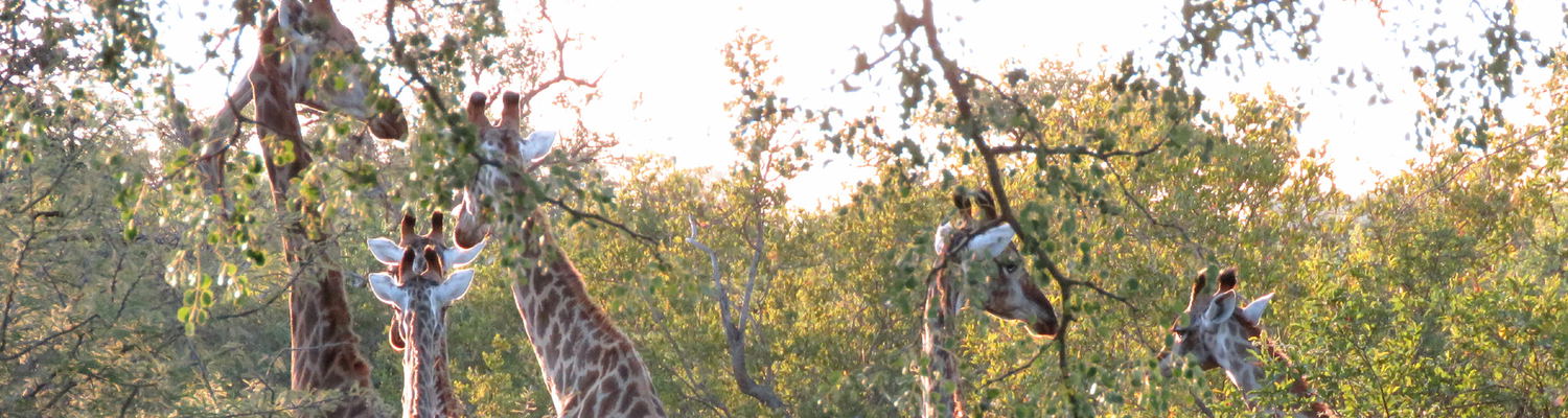 Zebra wild dog inn