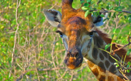 Wild Dog Inn Hoedspruit Wild Dog Inn Hoedspruit