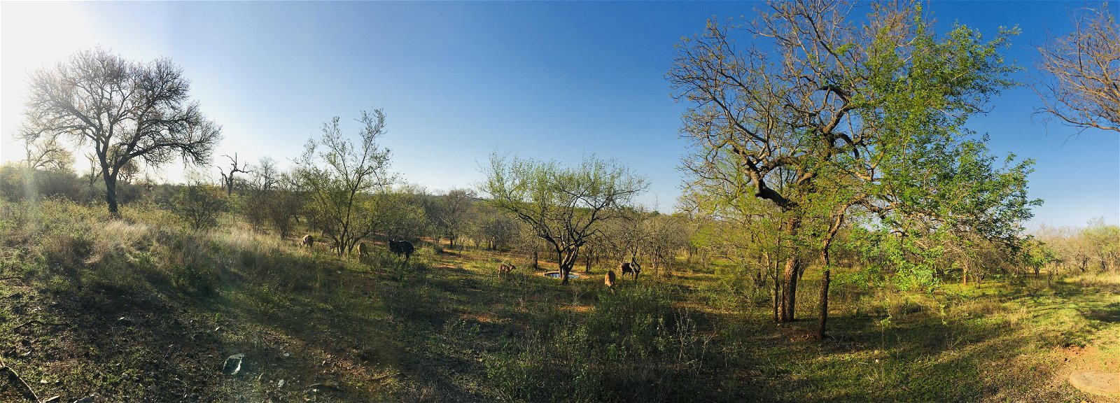 wild dog guest lodge Hoedspruit Kruger Park South Africa