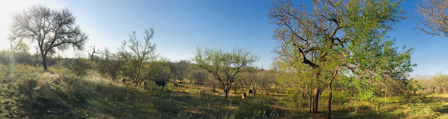wild dog guest lodge Hoedspruit Kruger Park South Africa